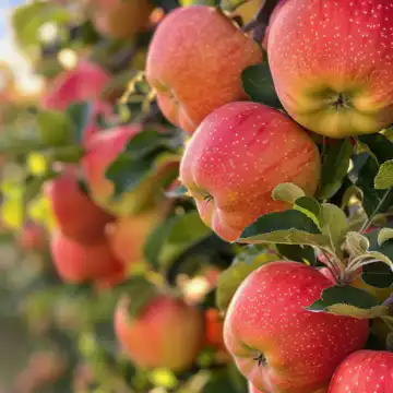 Apples Galore taken with iphone 15 pro max --iw 2 --ar 4:5 --v 6.0 --raw
