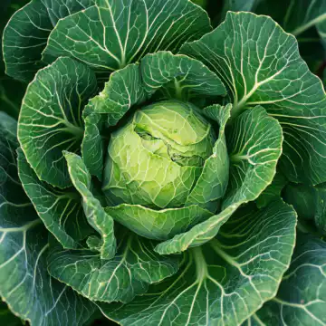 Bold Cowboy Cabbage taken with iphone 15 pro max --iw 2 --ar 4:5 --v 6.1 --raw